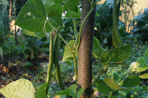 Hopi Pink Bean