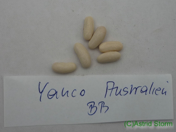 Yanco