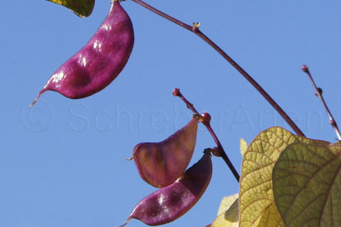 Purple Moon