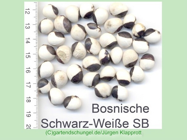 Bosnische Schwarz Weisse