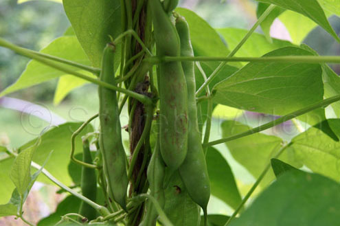 Vietnam caramelfarben