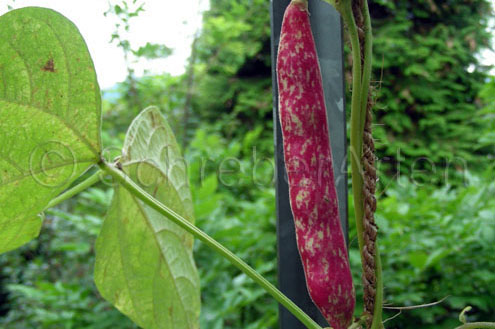 Vietnam caramelfarben