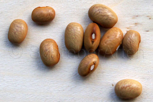 Bolas Maycoba