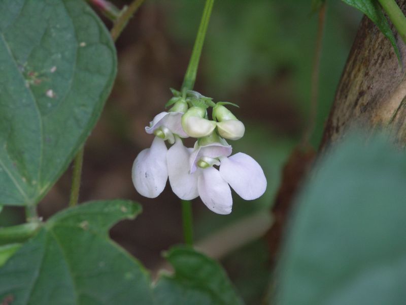 Inca Pea Bean
