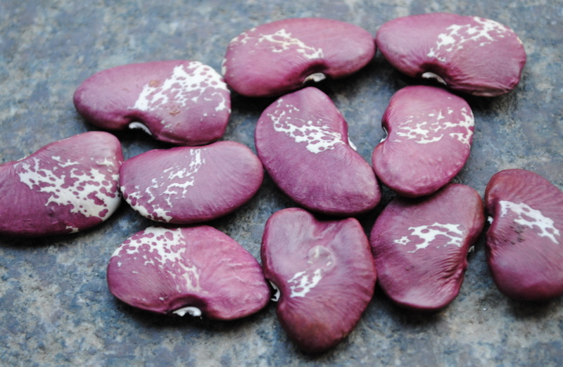 Madagaskar (Lima Bean)