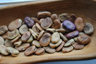 Tarma Spiral (Vicia faba)