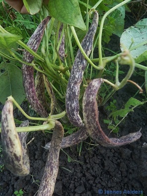 Merveille de Piemonte