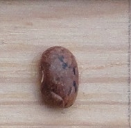 Merveille de Piemonte