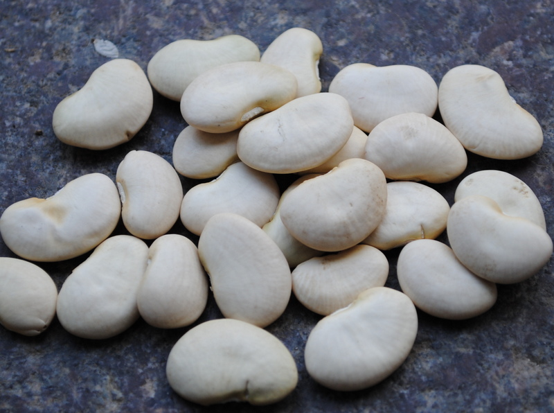 King of the Garden (Lima bean)