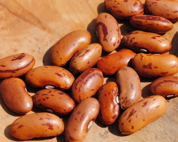 Turkish pinto (Kidney bean)