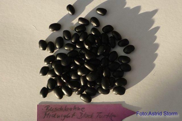 Black Turtle Bean