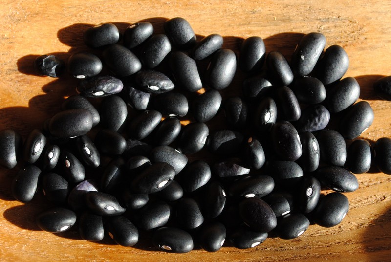 Black Turtle Bean