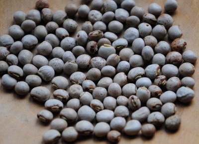 Straucherbse (Pigeon Peas)