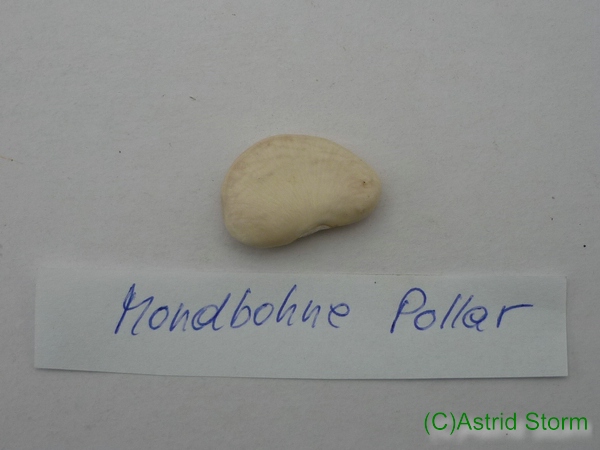 Pollar (Lima Bean)