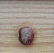 Amish Gnuddel Bean