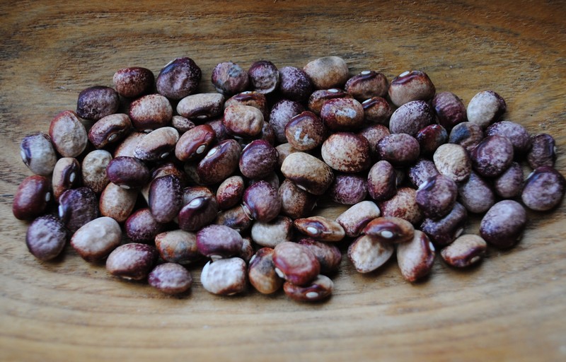 Amish Gnuddel Bean