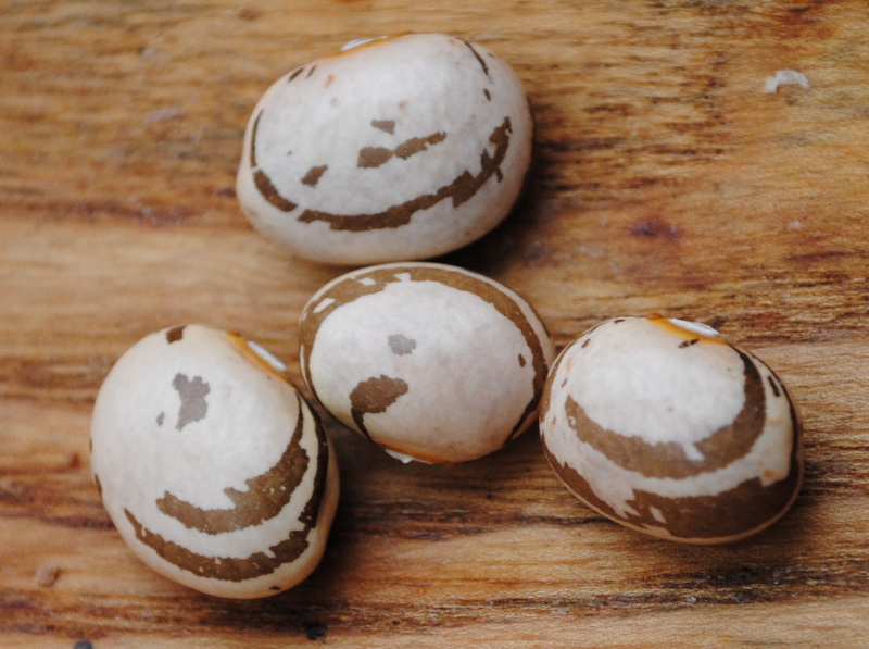 Baracafè (Zebra Bohne?)
