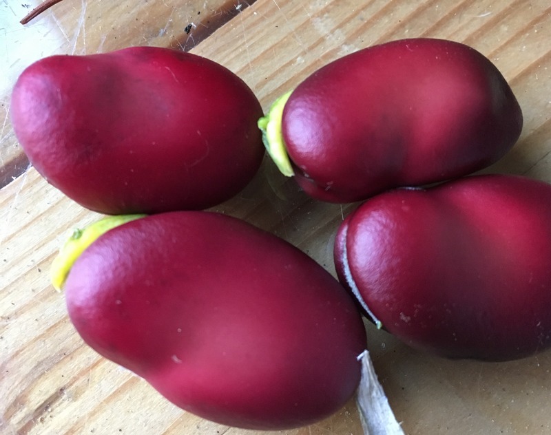 Double Red (Vicia faba)