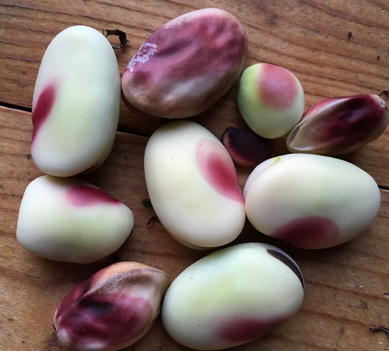 Peruvian Red Cheeck