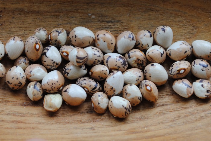 Coco Bicolor