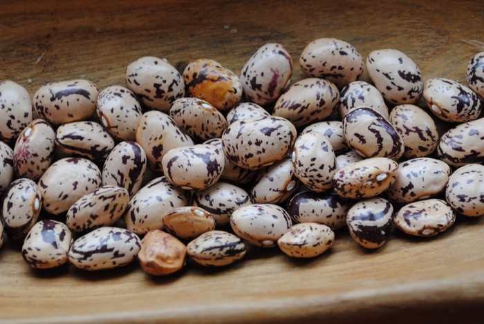 Coco de Prague nain (Borlotti Typ)