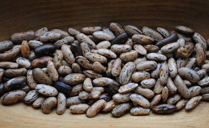 Weinländerin (Zebra Bohne)