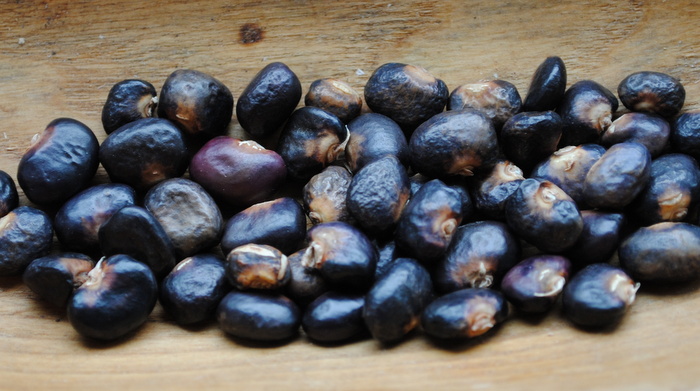 Succotash