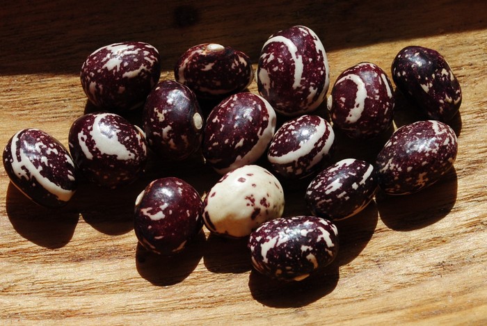 Good Mother Stallard Bean