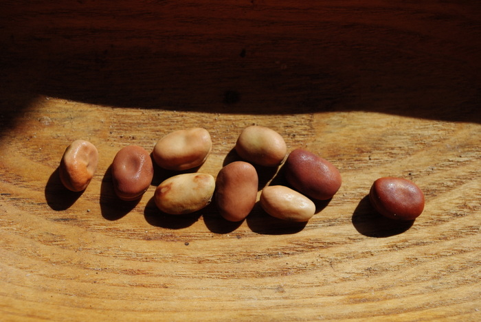 Nepalense diversity (PL 286437)