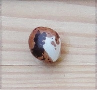 Coco Bicolor