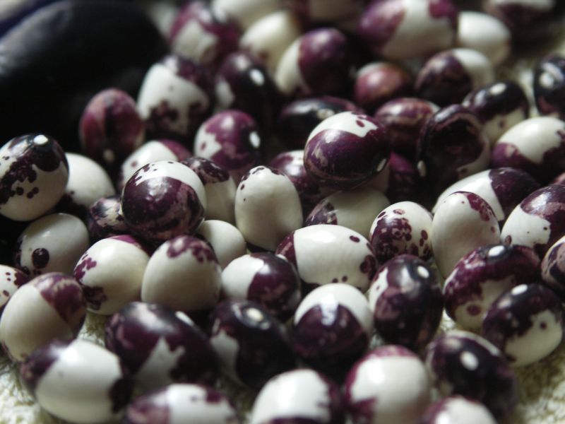 Inca Pea Bean