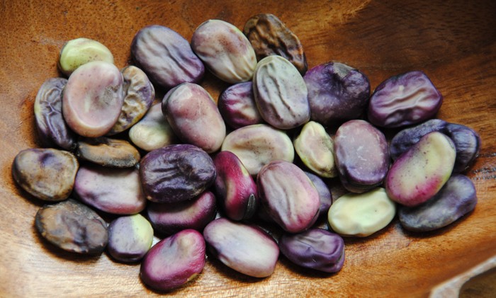 Morado Gitano Sämling (Vicia) #D002