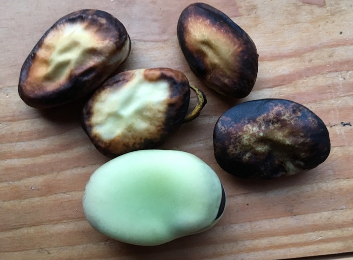 South American Fava