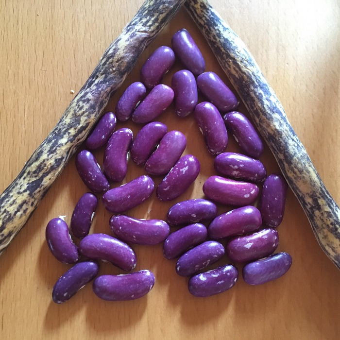 Koronis Purple