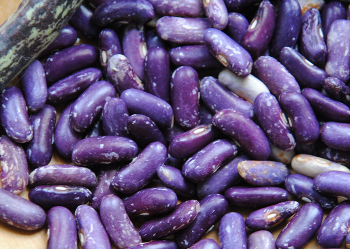 Koronis Purple
