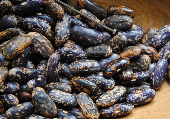 Azul y Rosa de Pollo de Rey
