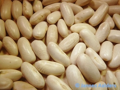 Cannellino