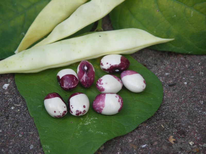 Inca Pea Bean