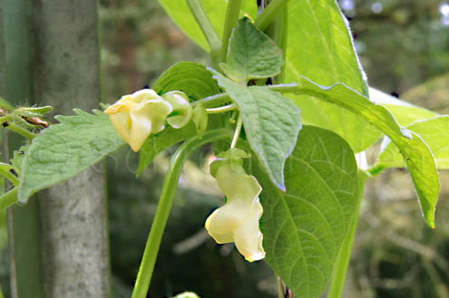 Amish Gnuddel Bean