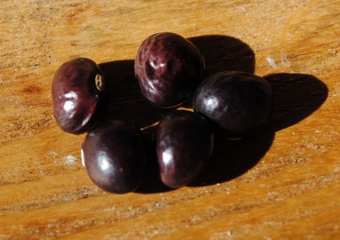 Cranberry