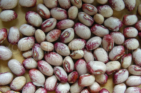 Amish Gnuddel Bean
