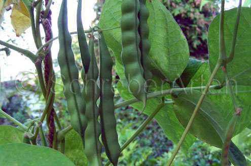 Amish Gnuddel Bean