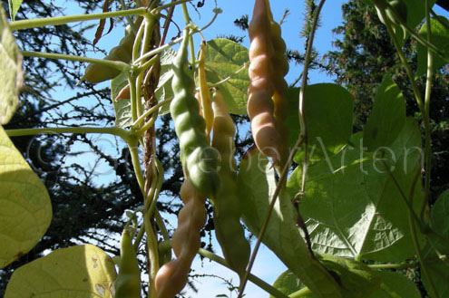 Amish Gnuddel Bean