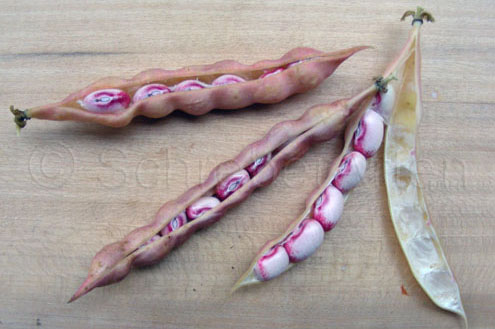Amish Gnuddel Bean