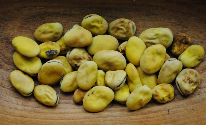 Yellow Aztec