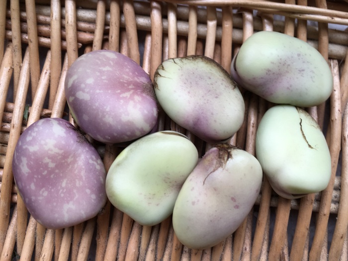 Morado Gitano Sämling (Vicia) #D002