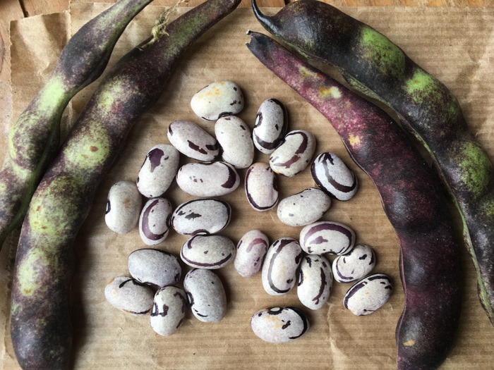 Hopi Purple String (Zebra Bohne)