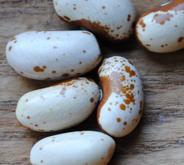 Jacob's Gold Bean