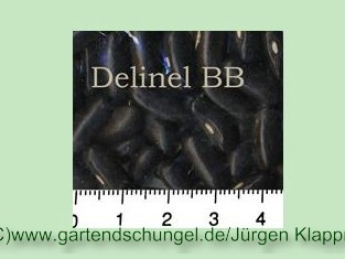 Delinel (Filetbohne)