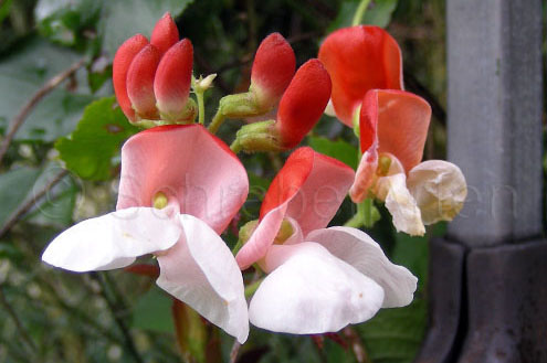 Anhalonium 3